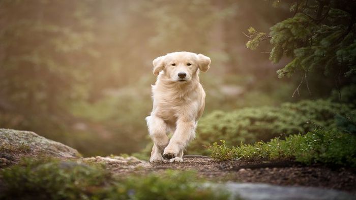 most intelligent dogs