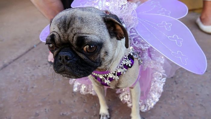 a dog wearing a butterfly outfit