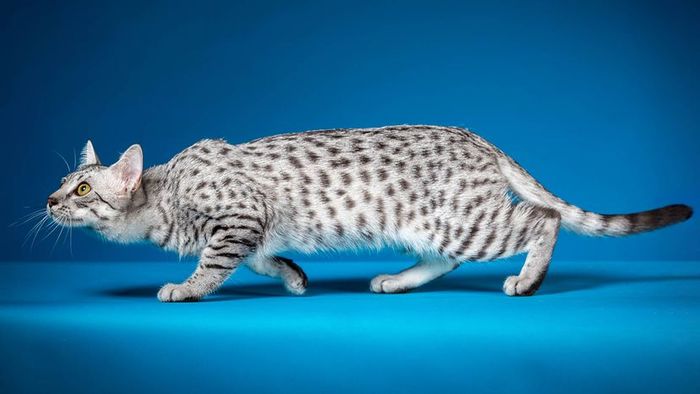 Egyptian Mau breed