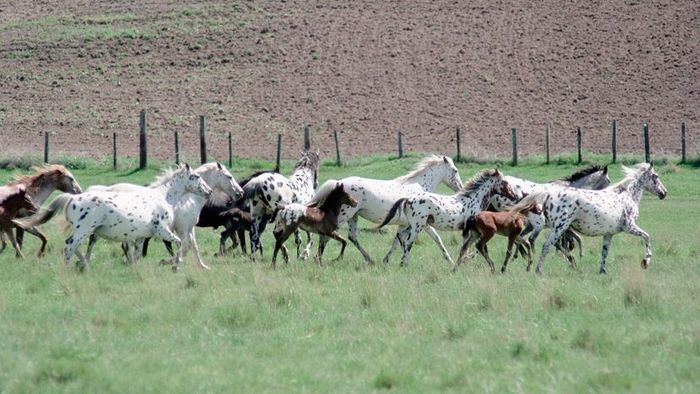 Appaloosa horses