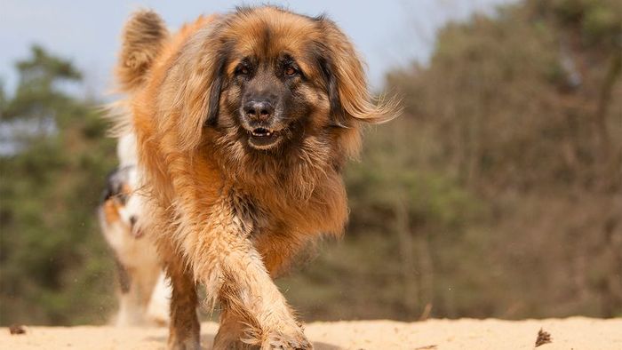 Leonberger Breed