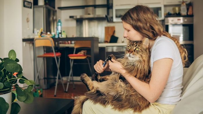 A woman seated on a sofa, trimming the claws of a cat resting on her lap