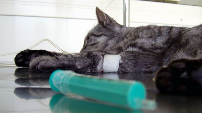 A cat undergoing treatment for poisoning