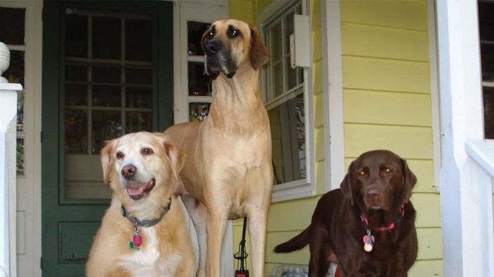 canines, photography