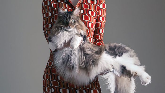 Maine Coon Cat