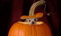 dog, pumpkin