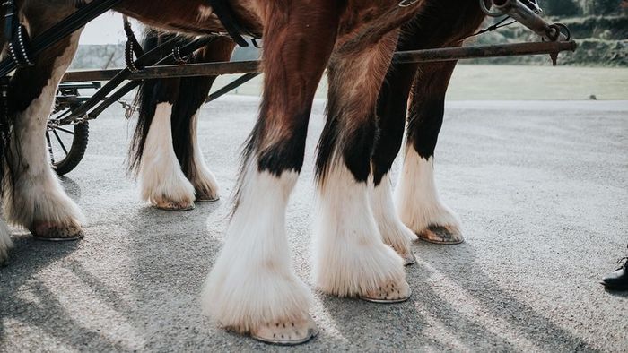 A photo capturing the legs and hooves of three majestic Shire horses