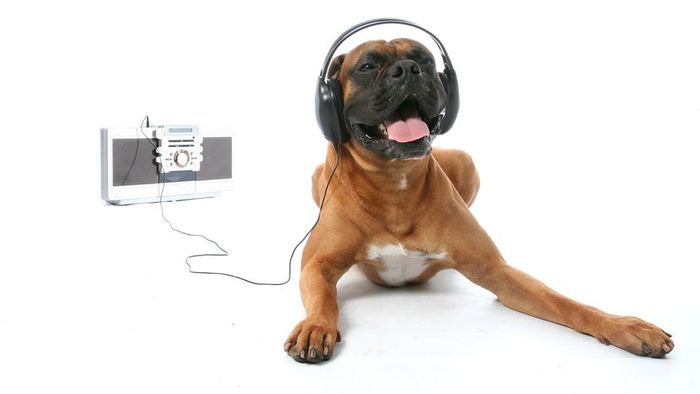 a dog wearing headphones