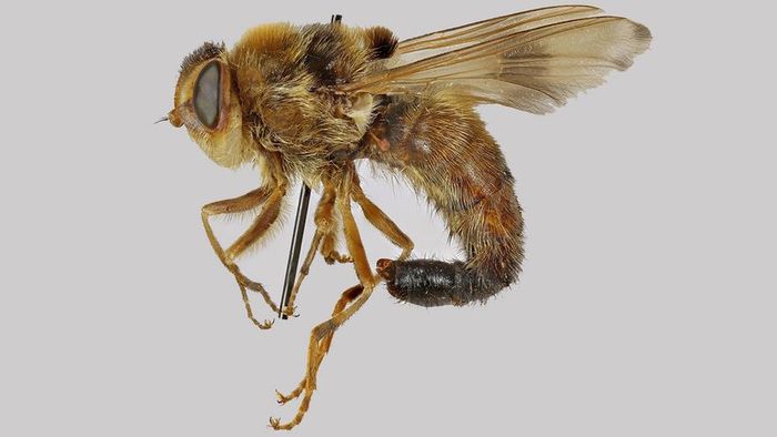 The horse botfly
