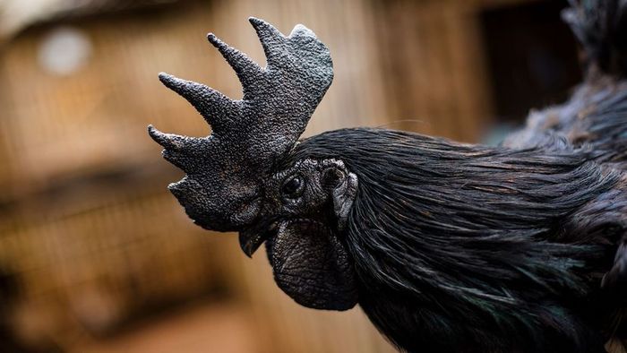 Ebony-feathered poultry