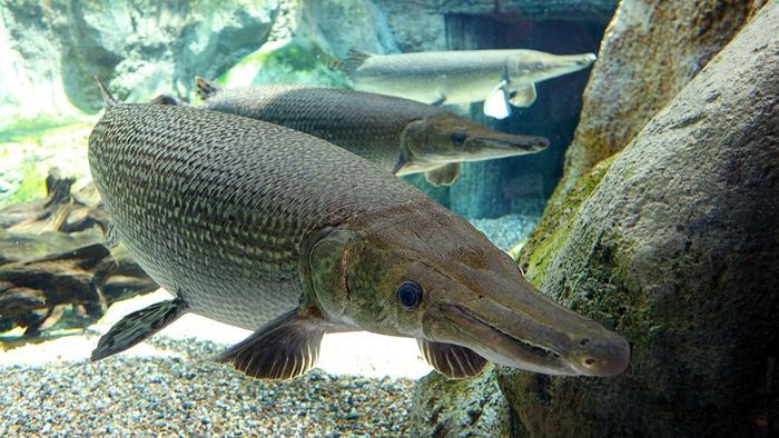 Alligator gar