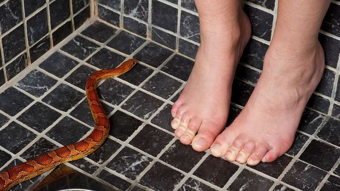 serpent in the plumbing
