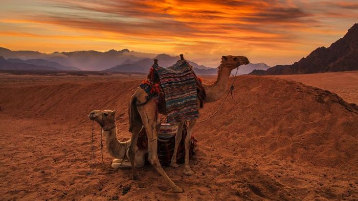 desert wildlife
