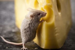 A tiny mouse nibbling on cheese.