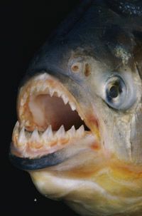 A piranha reveals its intimidating set of teeth.