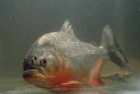 Most piranhas, such as the red-bellied variety, typically take small bites from other fish as they swim by.