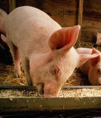 pigs feeding from a trough