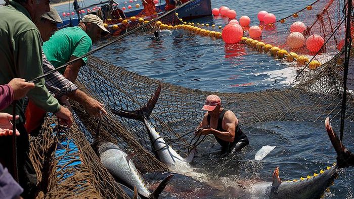A fisherman secures the tail of a bluefin tuna