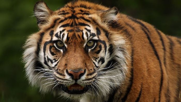 A detailed view of a tiger with vibrant orange fur, distinct black stripes, facial white markings, and prominent white whiskers