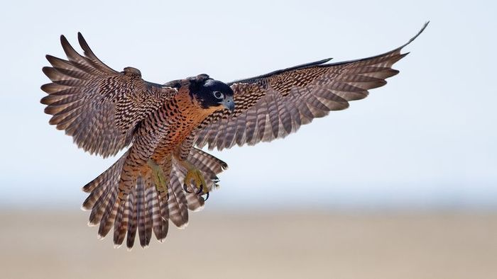 A falcon soaring through the sky with its wings and tail feathers fully extended