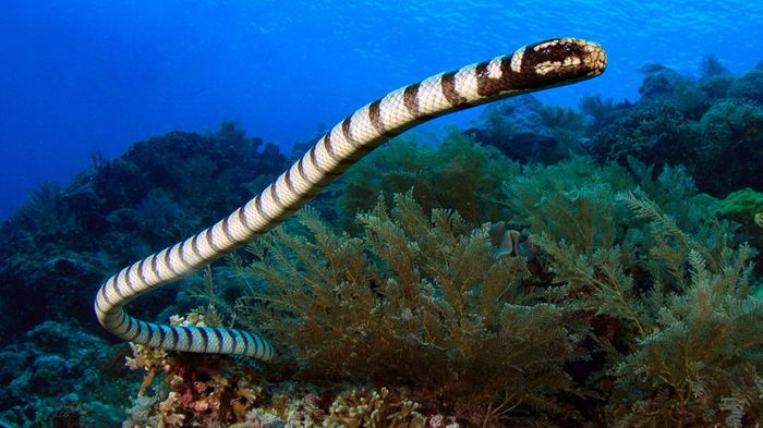 A pale serpent adorned with dark stripes gliding gracefully among vibrant coral in azure waters