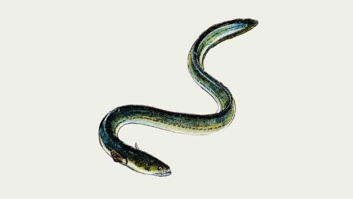The term anguilloform can be employed to depict anything resembling the shape of an eel.