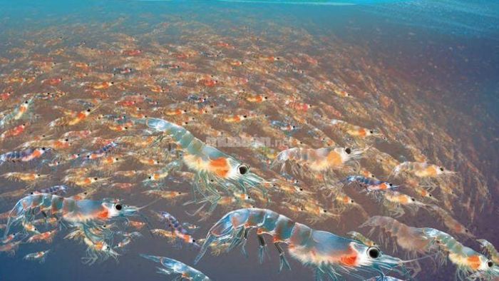 Khám phá ý nghĩa của các giấc mơ về tôm