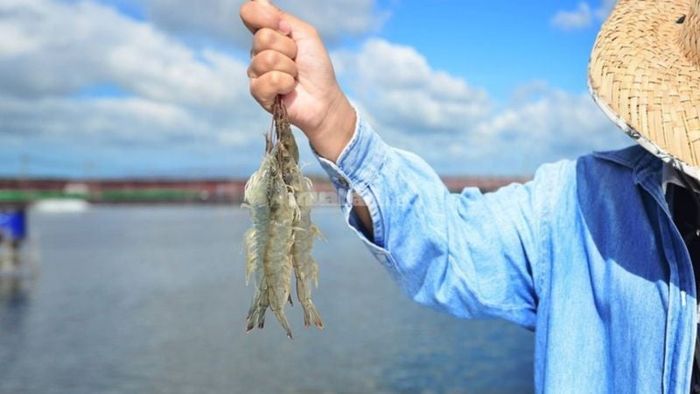 Khám phá ý nghĩa của các giấc mơ về tôm