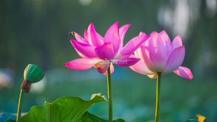 Nên lựa chọn hoa sen để làm vật phẩm dâng trong lễ cầu con tại nhà.