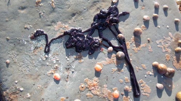 bootlace worm