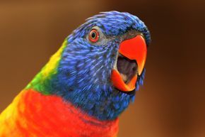 A detailed view of a vibrant, colorful bird.
