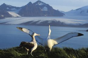 Two albatrosses stand on a grassy hill overlooking water and snow-capped mountains.