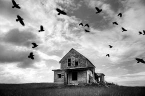 A flock of crows circles an isolated, abandoned house in a vast field.