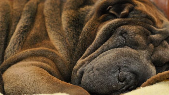 Shar-Pei Breed