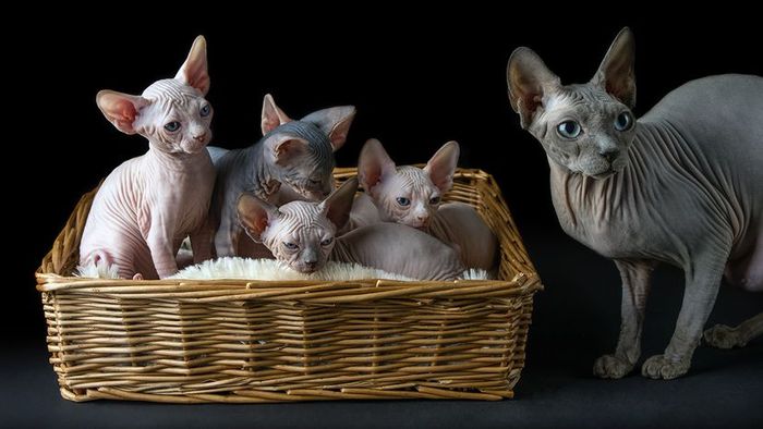 Sphynx cat with her adorable litter of kittens