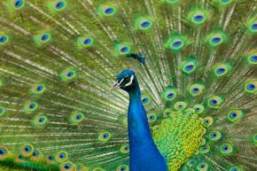 A detailed close-up of a male peacock.