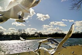 Birds soar above a body of water.