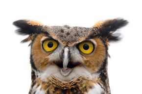 A detailed shot of a majestic Great Horned Owl.