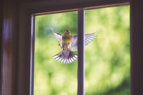 A goldfinch flies toward a house window.