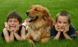 A golden retriever playing with two young boys