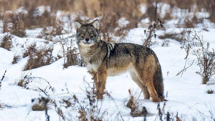 A coyote with wolf-like features stands in the snow, gazing directly at the camera