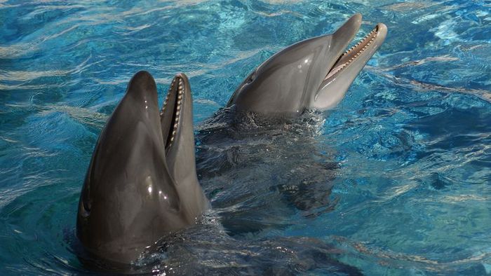 A wholphin playfully swims alongside a bottlenose dolphin in crystal-clear water
