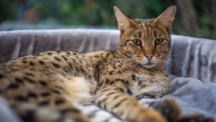 A domestic Savannah cat relaxing in a cozy plush bed