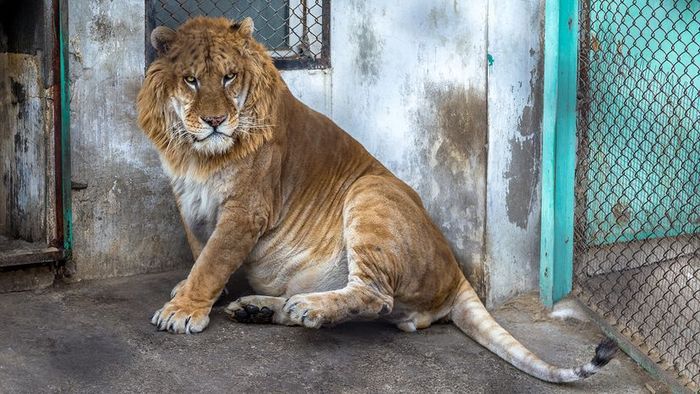 A liger confined in a concrete enclosure