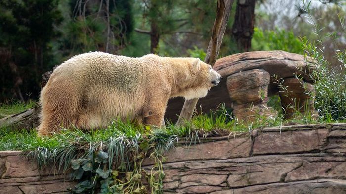 A close-up shot of a Pizzly bear surrounded by lush greenery