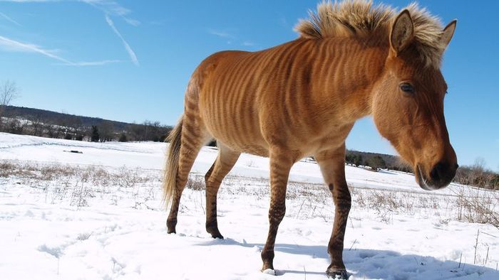 A curious zonkey strolls through the snow.