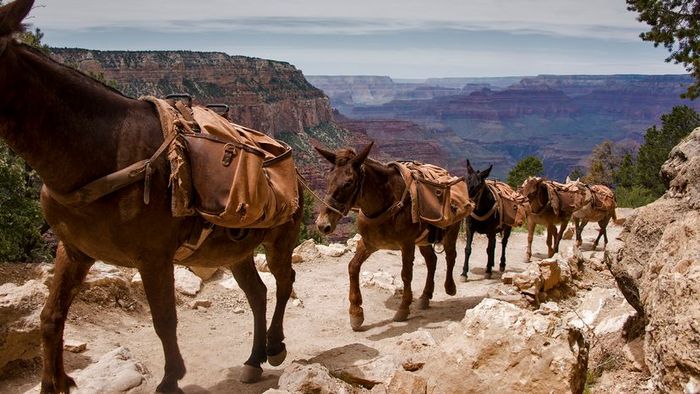 A line of mules carrying packs ascends a trail with the Grand Canyon visible in the background