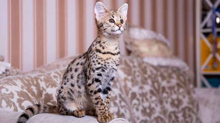 A domestic Savannah cat perched on the arm of a couch in a home adorned with wallpaper