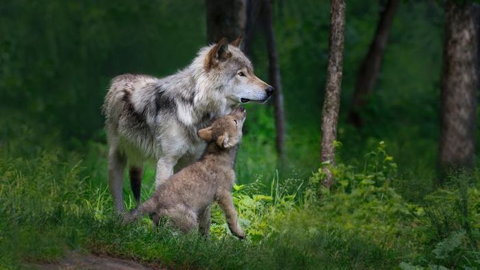 A gray wolf mother with her cub in a forest setting