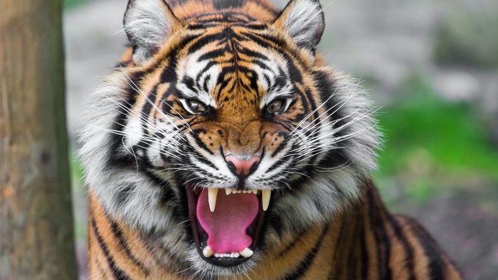 a fierce tiger snarling and showcasing its sharp teeth